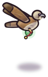 A brown saker falcon in flight carrying a phial.